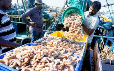 India, US agree on mechanism to export Indian shrimps for Americans